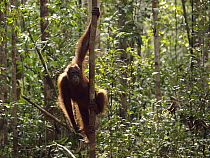 Orangutan (Pongo pygmaeus) in tree, Borneo, Malaysia