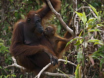 Orangutan (Pongo pygmaeus) young smelling food in mothers mouth, Borneo, Malaysia