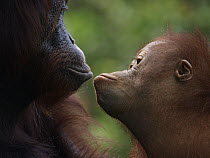 Orangutan (Pongo pygmaeus) mother and young, Borneo, Malaysia