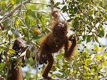 Orangutan (Pongo pygmaeus) young spitting out seed of fruit, Borneo, Malaysia