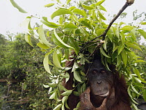 Orangutan (Pongo pygmaeus) using branches to shelter from rain, Borneo, Malaysia