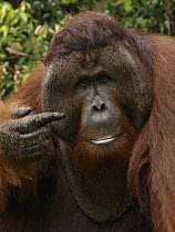 Orangutan (Pongo pygmaeus) male with large cheek patches, Borneo, Malaysia