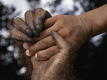 Orangutan (Pongo pygmaeus) holding human hand, Borneo, Malaysia