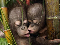 Orangutan (Pongo pygmaeus) babies interacting, Borneo, Malaysia