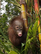 Orangutan (Pongo pygmaeus) young calling while clinging to bamboo, Borneo, Malaysia