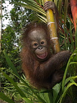 Orangutan (Pongo pygmaeus) young smiling while clinging to bamboo, Borneo, Malaysia