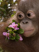 Orangutan (Pongo pygmaeus) young holding pink flowers, Borneo, Malaysia