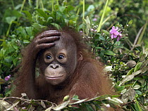 Orangutan (Pongo pygmaeus) young with hand on forehead, Borneo, Malaysia