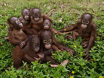 Orangutan (Pongo pygmaeus) orphans, Borneo, Malaysia