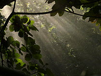 Sunlight filtering through rainforest, Borneo, Malaysia