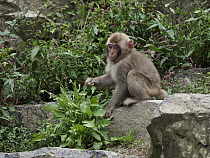 Japanese Macaque (Macaca fuscata) young feeding, Jigokudani, Japan