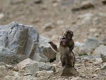 Japanese Macaque (Macaca fuscata) young playing, Jigokudani, Japan