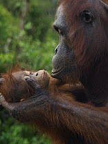 Orangutan (Pongo pygmaeus) mother holding young, Borneo, Malaysia
