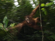 Orangutan (Pongo pygmaeus) sub-adult male swinging through trees, Borneo, Malaysia