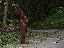 Orangutan (Pongo pygmaeus) sub-adult male playing with fruit, Borneo, Malaysia
