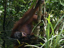 Orangutan (Pongo pygmaeus) sub-adult male foraging for nuts that have fallen in water, Borneo, Malaysia