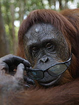 Orangutan (Pongo pygmaeus) female playing with sunglasses, Borneo, Malaysia