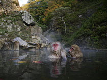 Japanese Macaque (Macaca fuscata) pair soaking in hot spring, Jigokudani, Japan