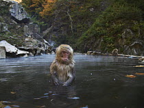 Japanese Macaque (Macaca fuscata) juvenile in hot spring, Jigokudani, Japan