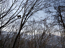 Japanese Macaque (Macaca fuscata) climbing in tree, Jigokudani, Japan