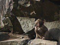 Japanese Macaque (Macaca fuscata) young using foot to scratch its face, Jigokudani, Japan