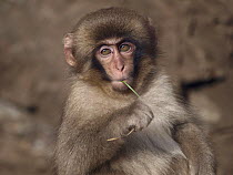 Japanese Macaque (Macaca fuscata) juvenile chewing on blade of grass, Jigokudani, Japan