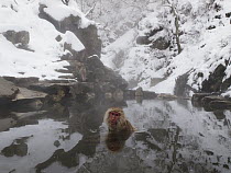 Japanese Macaque (Macaca fuscata) group soaking in hot spring, Jigokudani, Japan