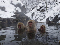 Japanese Macaque (Macaca fuscata) trio soaking in hot spring, Jigokudani, Japan