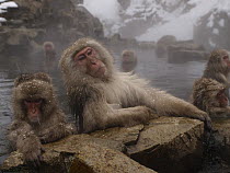 Japanese Macaque (Macaca fuscata) group soaking in hot spring while its snowing, Jigokudani, Japan