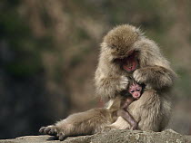 Japanese Macaque (Macaca fuscata) mother grooming young, Jigokudani, Japan