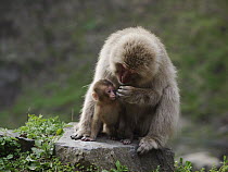 Japanese Macaque (Macaca fuscata) mother gently touching young, Jigokudani, Japan