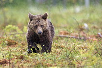 Brown Bear (Ursus arctos) cub walking in bog in heavy rain, northeast Finland