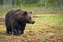 Brown Bear (Ursus arctos) old male in bog, northeast Finland
