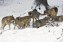 Gray Wolf (Canis lupus) pack in snow re-establishing social structure, Poland