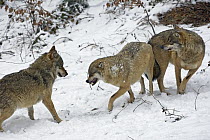 Gray Wolf (Canis lupus) trio showing dominance and aggression, Poland