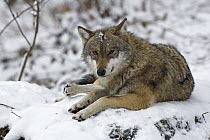 Gray Wolf (Canis lupus) laying in snow, Poland