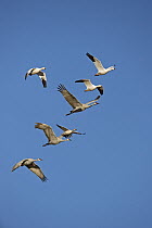 Sandhill Crane (Grus canadensis) and Snow Goose (Chen caerulescens) flock flying, Bosque del Apache National Wildlife Refuge, New Mexico