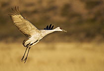 Sandhill Crane (Grus canadensis) flying at sunrise, Bosque del Apache National Wildlife Refuge, New Mexico