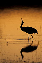 Sandhill Crane (Grus canadensis) drinking at dusk, Bosque del Apache National Wildlife Refuge, New Mexico