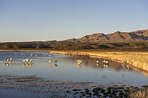 Sandhill Crane (Grus canadensis) flock in pond, Bosque del Apache National Wildlife Refuge, New Mexico