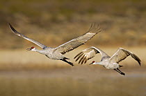 Sandhill Crane (Grus canadensis) pair taking off, Bosque del Apache National Wildlife Refuge, New Mexico