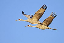 Sandhill Crane (Grus canadensis) pair flying, Bosque del Apache National Wildlife Refuge, New Mexico