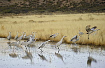 Sandhill Crane (Grus canadensis) flock taking off, Bosque del Apache National Wildlife Refuge, New Mexico