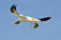 Northern Gannet (Morus bassanus) flying with nest material, Saltee Islands, Republic of Ireland