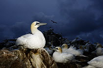 Northern gannet (Morus bassanus) nesting colony, Saltee Islands, Republic of Ireland