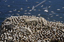 Northern Gannet (Morus bassanus) nesting colony, Saltee Islands, Republic of Ireland
