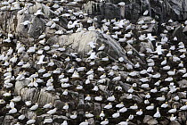 Northern Gannet (Morus bassanus) nesting colony, Saltee Islands, Republic of Ireland