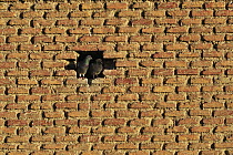 Rock Dove (Columba livia) pair in wall opening, Alfaro, Spain