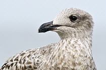 Herring Gull (Larus argentatus) juvenile, Netherlands