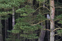 Great Gray Owl (Strix nebulosa) in pine forest, England